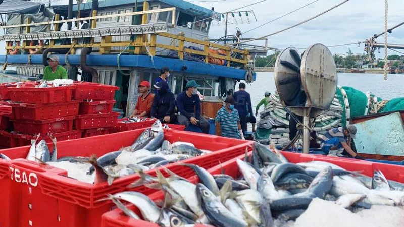 Cá về bến ở Quảng Bình.