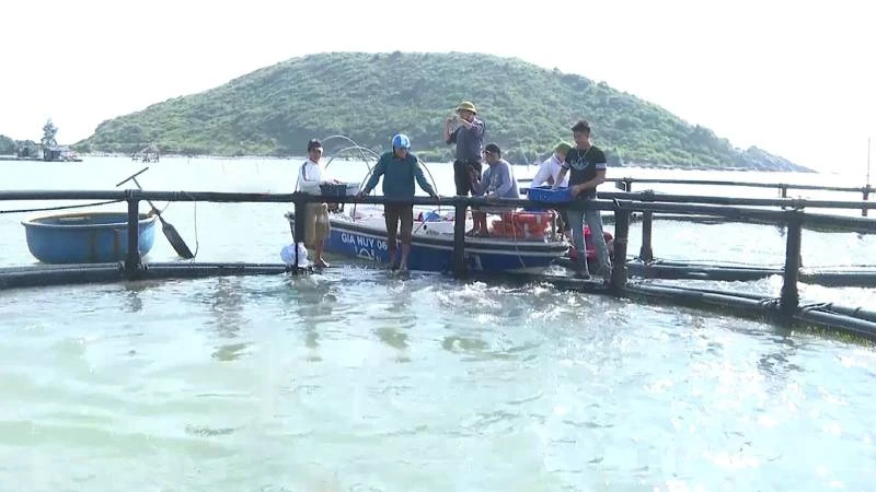 Vùng nuôi cá đặc sản ở Vũng Chùa-Đảo Yến, xã Quảng Đông, huyện Quảng Trạch, tỉnh Quảng Bình
