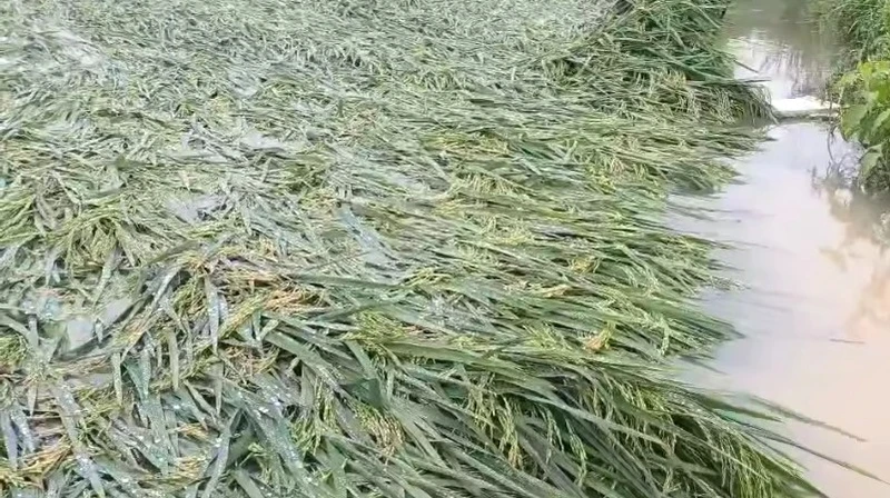 Lúa đông xuân ở Quảng Bình chuẩn bị chín thì bị mưa dông, lốc xoáy quật ngã, đổ, ngập nước.