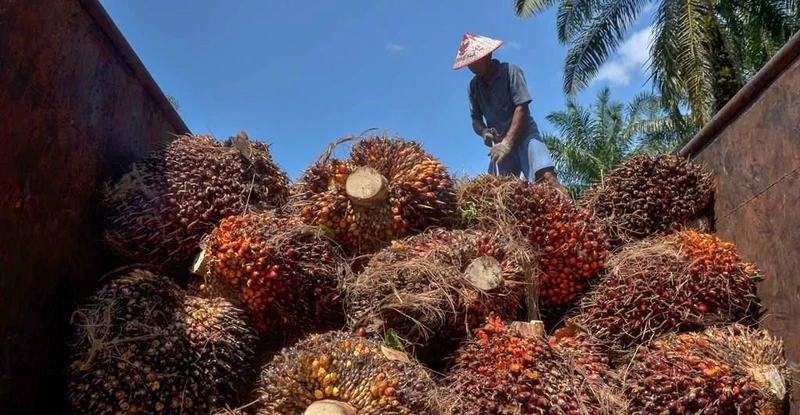 Nông dân thu hoạch cọ tại tỉnh Riau, Indonesia. (Ảnh: AFP/TTXVN)