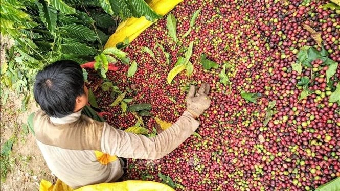 Cà-phê Việt Nam vẫn còn dư địa xuất khẩu sang Algeria do được doanh nghiệp nhập khẩu và người tiêu dùng đánh giá cao về chất lượng, hương vị. (Ảnh minh họa: TTXVN)