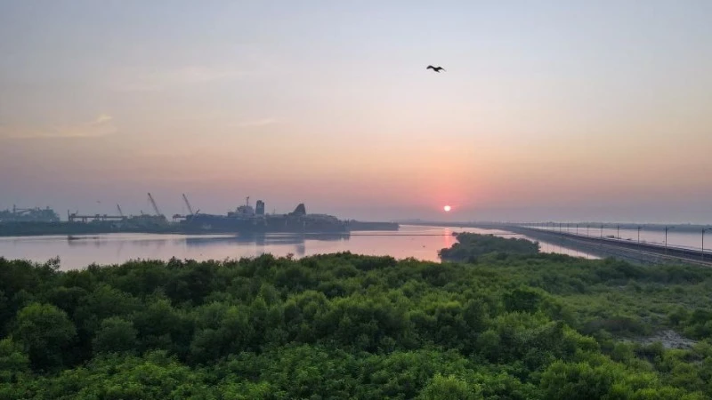 Quang cảnh rừng ngập mặn ở khu vực ven biển gần dự án "Java 7" ở Serang, tỉnh Banten, Indonesia. (Ảnh minh họa: Xinhua) 