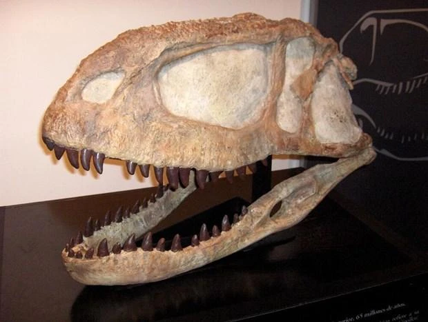 (Nguồn: paleontology.fandom.com) 