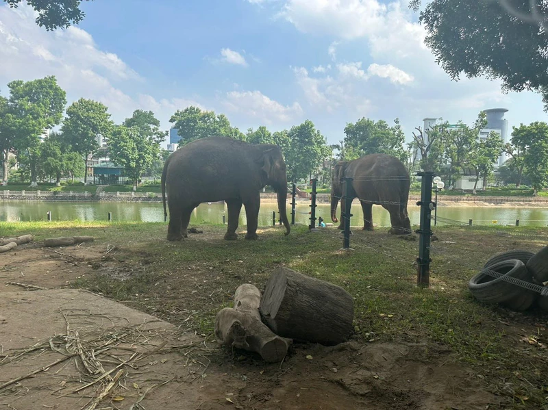 Hai chú voi Thái và Banang đã được cởi xích chân sau khi hàng rào điện mới được hoàn thành. (Ảnh: Nguyễn Định)