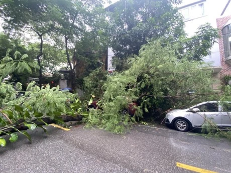 Cây phượng tại vỉa hè trước cửa nhà số 17B phố Hàn Thuyên (quận Hai Bà Trưng, Hà Nội) bị bật gốc, đổ trúng vào 2 chiếc xe ô-tô. 