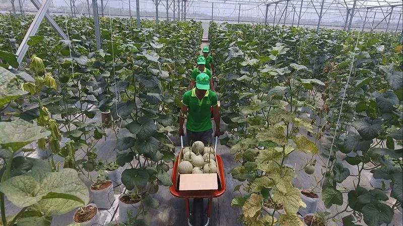 Nông sản muốn chinh phục thị trường Hà Lan và Bắc Âu phải đáp ứng các tiêu chuẩn cao của thị trường.