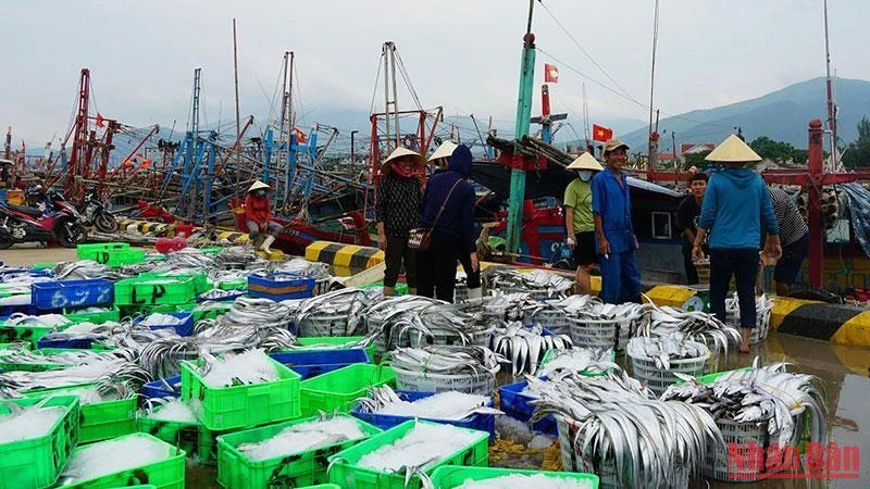 Chạy vào bờ tránh bão, ngư dân Cảnh Dương (Quảng Bình) mang theo đầy khoang tàu cá hố, cá bò.