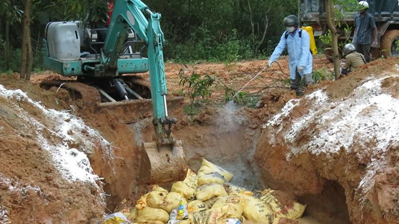 Lực lượng chức năng tỉnh Quảng Ngãi tổ chức tiêu hủy gia cầm mắc bệnh.