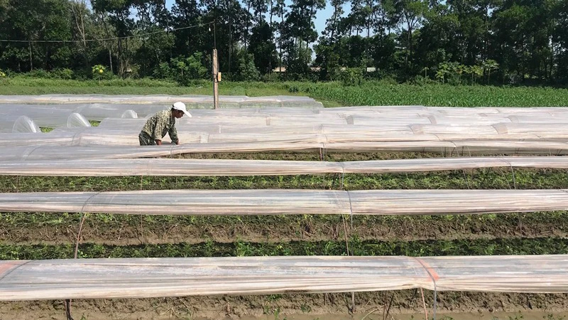 Sản xuất rau an toàn tại huyện Đông Anh. 
