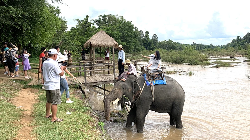 Từ ngày 10/2/2023 sẽ dừng hoạt động cưỡi voi tại Trung tâm Du lịch Cầu treo Buôn Đôn.