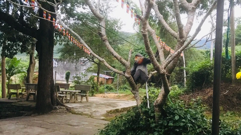 1 con Voọc Chà vá chân xám đang cư trú tại khu vực dân cư thôn Cầm Tú, xã Hòa Kiến, thành phố Tuy Hòa, tỉnh Phú Yên. (Ảnh: Chi cục Kiểm lâm Phú Yên cung cấp).