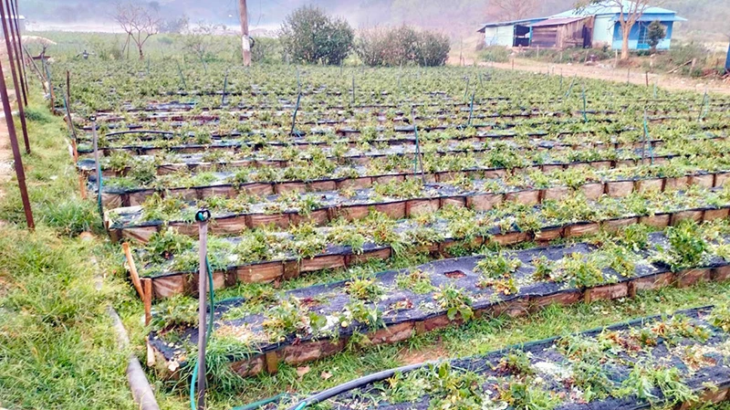 Nhiều diện tích rau màu canh tác ngoài trời bị hư hại do mưa đá chiều 22/3 tại huyện Lạc Dương.