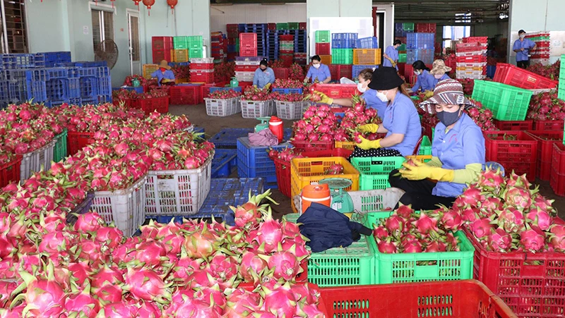 Xuất khẩu rau quả đang là điểm sáng của nền kinh tế.