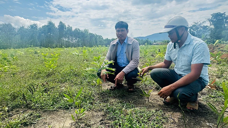 Chính quyền địa phương xã Ba Tô, huyện Ba Tơ kiểm tra tình trạng trồng cây chờ đền bù trên địa bàn xã.