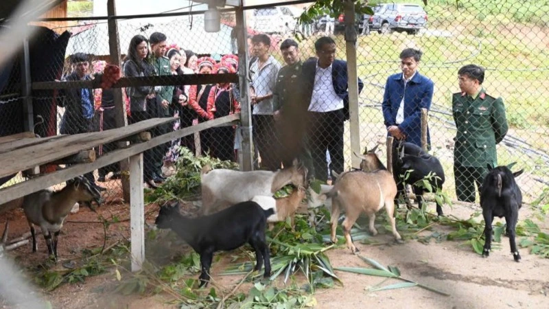 Mô hình phát triển đàn dê cho phụ nữ nghèo biên giới do Hội Liên hiệp Phụ nữ Phú Thọ hỗ trợ.