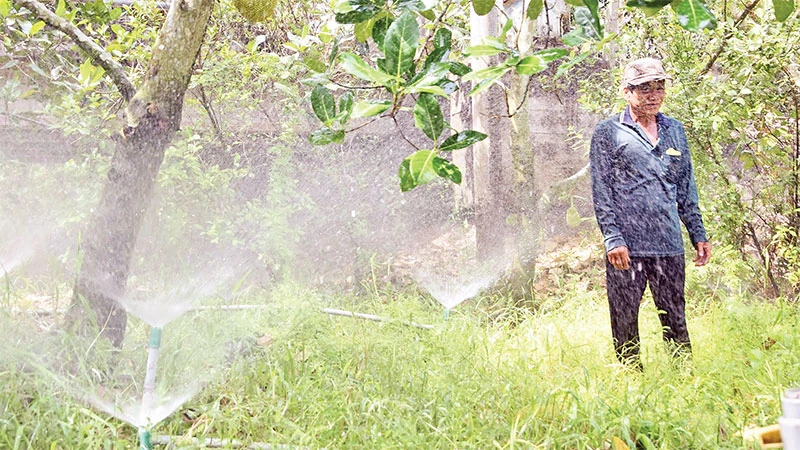 Tưới phun mưa cho vườn cây ăn quả được nông dân xã Mỹ Thành Bắc, huyện Cai Lậy ứng dụng rộng rãi.