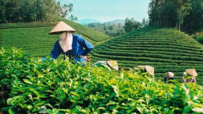 Nâng cao chất lượng sản phẩm chè