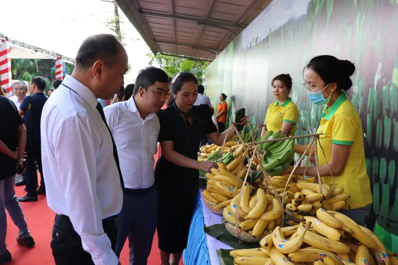 Chuối là một trong những mặt hàng trái cây có nhiều tiềm năng xuất khẩu sang Nhật Bản.