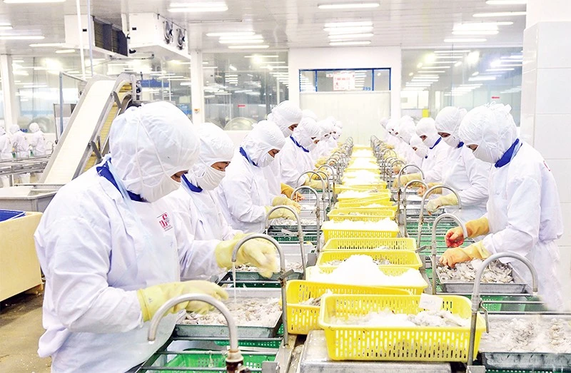 Chế biến thủy sản xuất khẩu ở Công ty cổ phần Thủy sản Cafatex (Hậu Giang). (Ảnh TRẦN QUỐC)