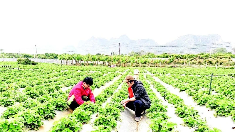 Cán bộ của chuỗi cửa hàng thực phẩm sạch Bác Tôm hướng dẫn người nông dân trồng nông sản thuận tự nhiên.