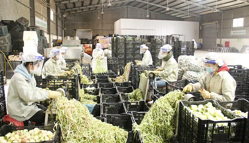Công nhân Công ty cổ phần Nafoods Tây Bắc chế biến chanh leo. (Ảnh TUẤN LUYỆN)