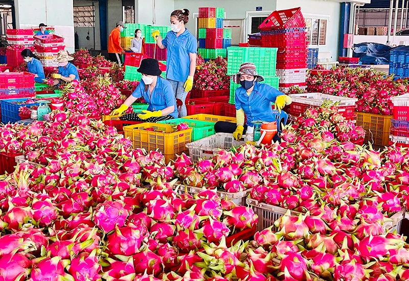 Sơ chế thanh long xuất khẩu tại tỉnh Bình Thuận. (Ảnh KIỀU HẰNG)