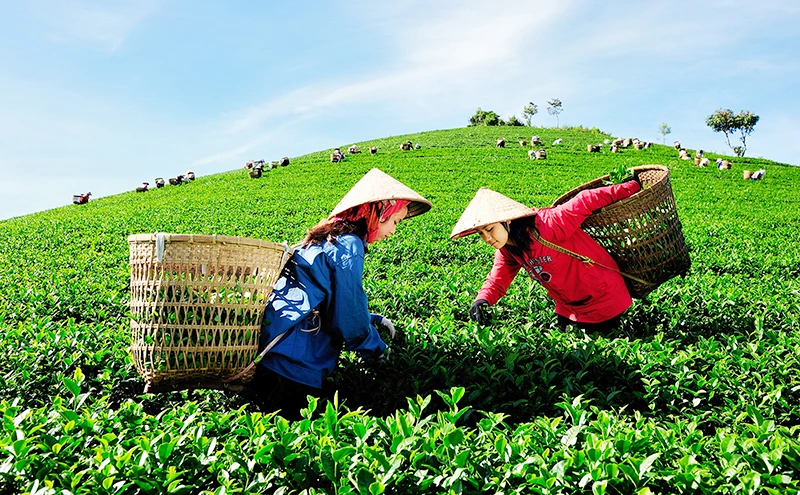 Chè là một trong những nông sản có nhiều điều kiện để đẩy mạnh sản xuất hữu cơ. (Ảnh VĂN THƯƠNG) 