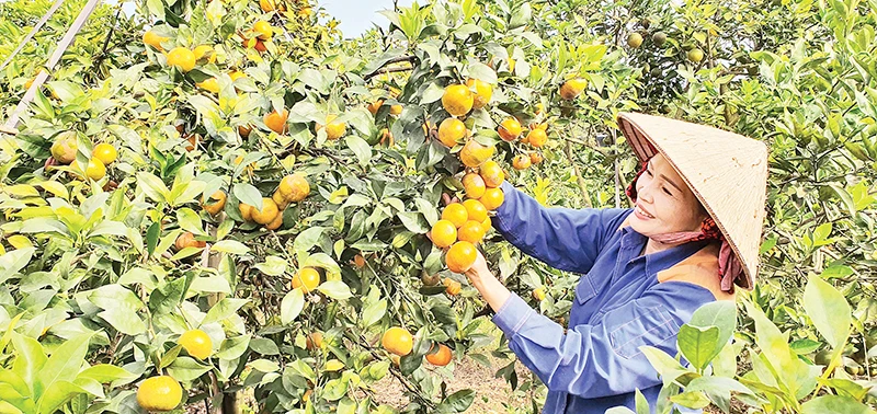 Mô hình trồng cam cho thu nhập cao ở phường Hoành Bồ, TP Hạ Long.