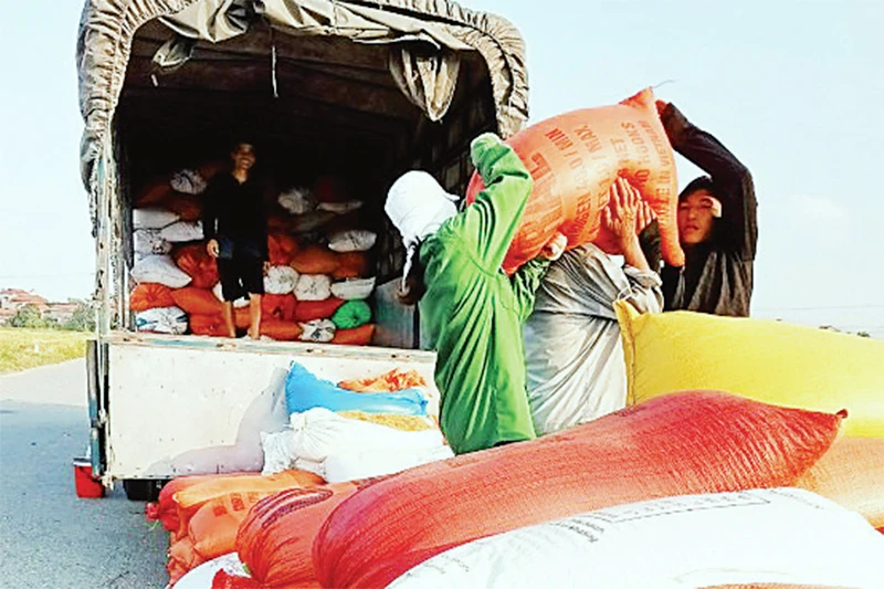 Thu hoạch lúa xuân tại Hợp tác xã dịch vụ nông nghiệp Nhân Mỹ, huyện Lý Nhân.