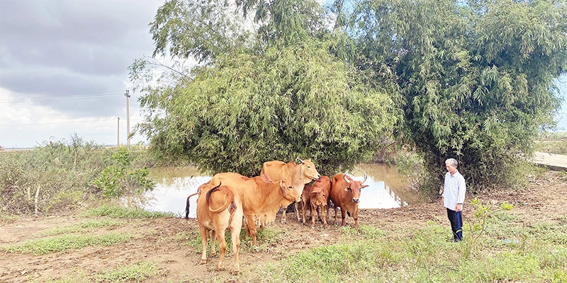 Ông Phan Hữu Thoán, ở xã Phong Thủy, huyện Lệ Thủy (Quảng Bình) vay vốn ưu đãi của Ngân hàng Chính sách xã hội để mua bò chăn nuôi.
