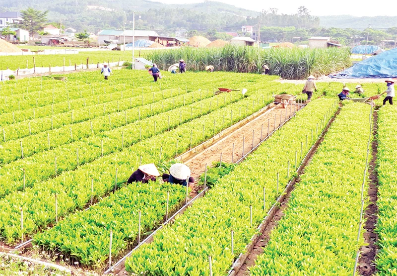 Nắng sớm trên vườn ươm.