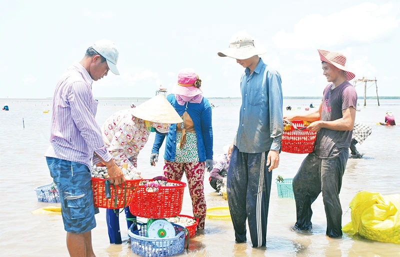 Bán nghêu cho thương lái ở vùng biển Gò Công Đông (Tiền Giang). 