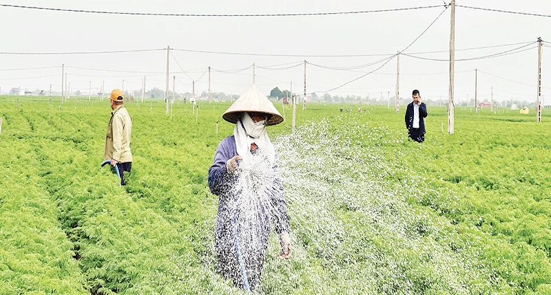 Nông dân xã Đức Chính áp dụng tưới nước công nghệ cao góp phần tăng năng suất lao động.