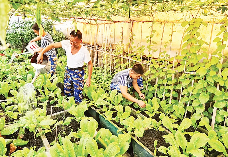 Bộ đội đảo An Bang, thuộc huyện đảo Trường Sa, tỉnh Khánh Hòa chăm sóc vườn rau xanh. 