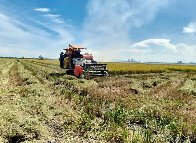 Thu hoạch lúa tại huyện Vĩnh Thạnh, thành phố Cần Thơ. 