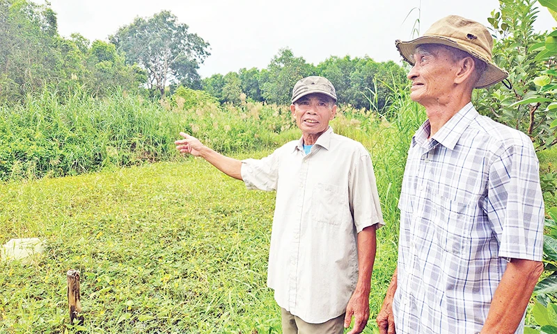 Người dân nhận giao khoán rừng ở Tiểu khu 34 mong muốn chuyển đổi trồng tràm sang keo lai để có thu nhập.