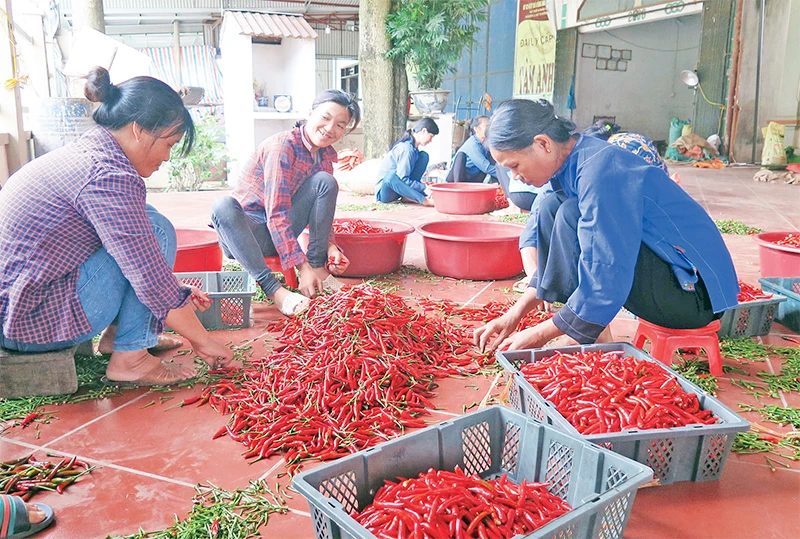 Người dân ở thị trấn Đồng Mỏ thu hái và tuyển chọn ớt phục vụ xuất khẩu.