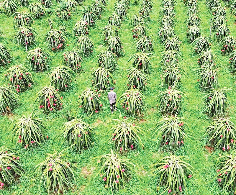 Vườn thanh long chuẩn bị thu hoạch.