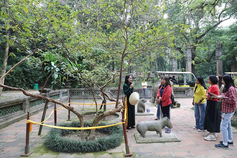 Hướng dẫn viên giới thiệu về cây ổi cười trong Khu di tích lịch sử Lam Kinh. (Ảnh KHIẾU MINH)