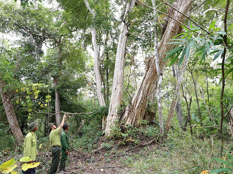 Lực lượng kiểm lâm và quản lý rừng tuần tra bảo vệ rừng trên địa bàn xã Krông Na, huyện Buôn Đôn (tỉnh Đắk Lắk).