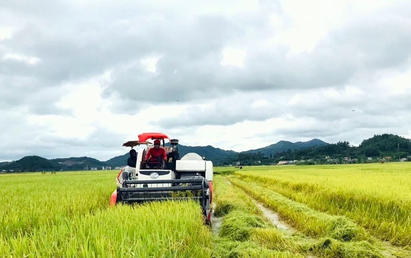 Thu hoạch lúa hè thu ở Nghệ An