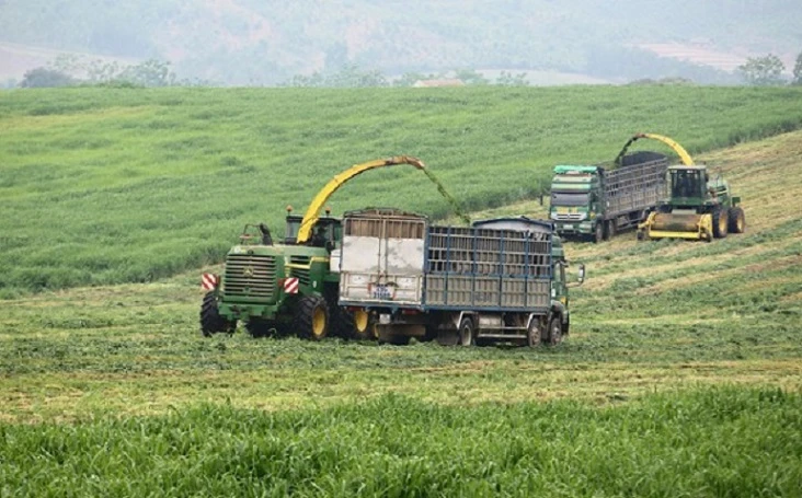 Thu hoạch ngô, cỏ bằng hệ thống cơ giới ở trang trại bò sữa TH.
