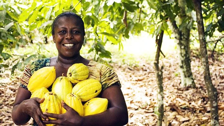 Ghana hỗ trợ thanh niên khởi nghiệp với sản phẩm từ ca cao. Ảnh: GETTY IMAGES