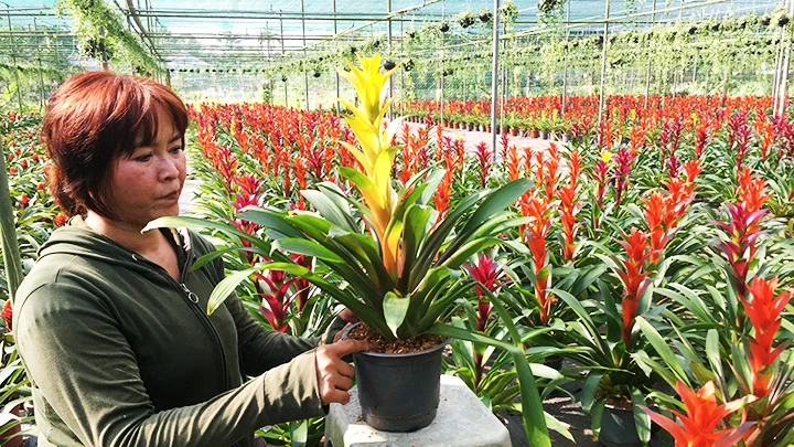 Người dân làng hoa chăm sóc cẩn thận từng giỏ hoa trước khi cung ứng ra thị trường.