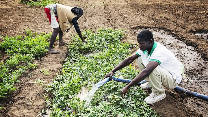 Nhờ AI, việc làm nông ở Malawi trở nên dễ dàng hơn. Ảnh: CGIAR