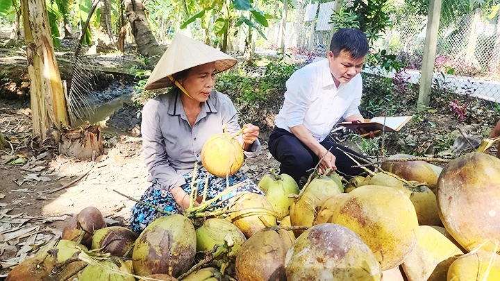 Việc thu mua dừa khô gặp nhiều khó khăn do cạnh tranh thiếu lành mạnh.