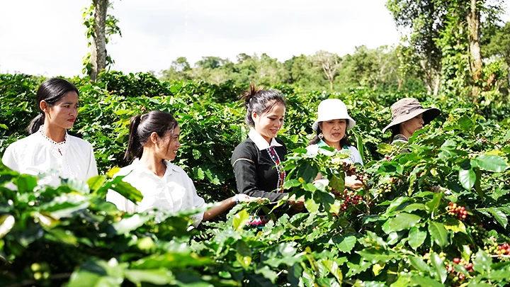 Nhiều vườn cà-phê ở Hướng Hóa đã thành điểm đến du lịch.