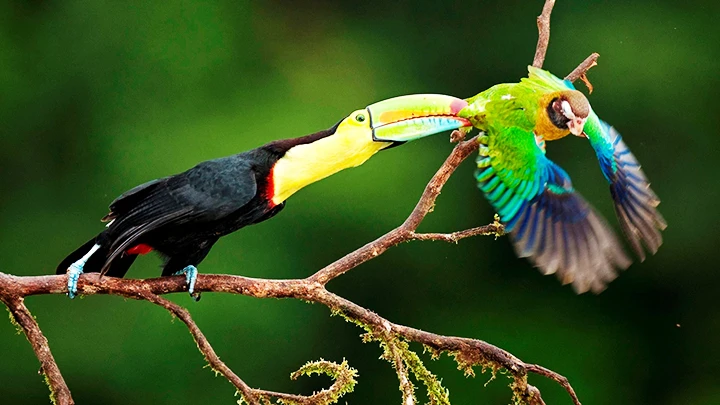 Một loài chim Nam Mỹ trong bộ sưu tập. Ảnh: GETTYIMAGES