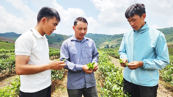 Bí thư Chi bộ kiêm Trưởng bản Phiêng Cài Tráng A Tủa (ở giữa) hướng dẫn bà con trồng chè.