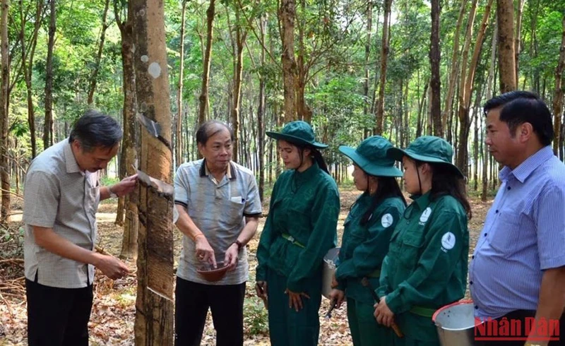 Cao su là một trong những mặt hàng xuất khẩu chính của Lào trong tháng 7/2022.